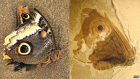 Convergent Evolution